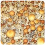 Псилоцибиновые (галлюциногенные) грибы в Балашихе Psilocybin "Golden Teacher" Псилоцибиновые (галлюциногенные) грибы в Балашихе Psilocybin "Golden Teacher"